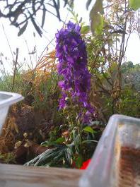 This photo is taken by AllWinner's v3-sdv