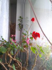 This photo is taken by AllWinner's v3-sdv