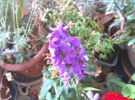 This photo is taken by AllWinner's v3-sdv