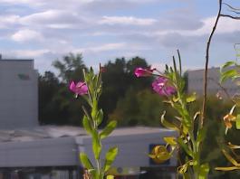 This photo is taken by AllWinner's v3-sdv