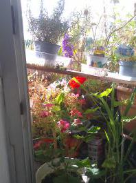 This photo is taken by AllWinner's v3-sdv