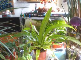 This photo is taken by AllWinner's v3-sdv