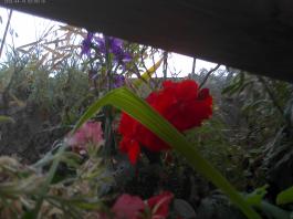 This photo is taken by AllWinner's v3-sdv