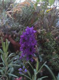 This photo is taken by AllWinner's v3-sdv
