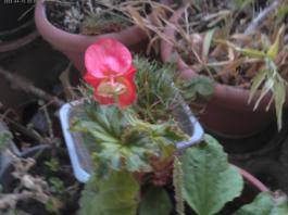 This photo is taken by AllWinner's v3-sdv