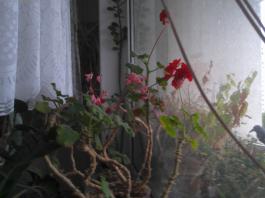 This photo is taken by AllWinner's v3-sdv