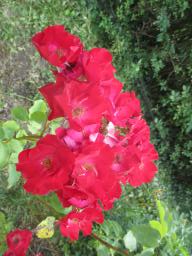 AIMG_4795
