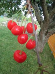 AIMG_4796