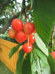 AIMG_4797