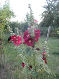 AIMG_4825