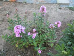 AIMG_4829