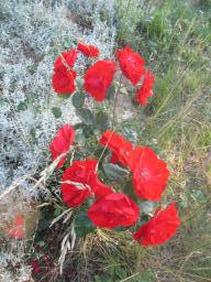 AIMG_4830