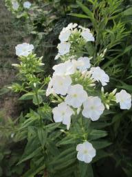 AIMG_4831