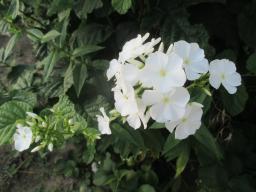 AIMG_4832