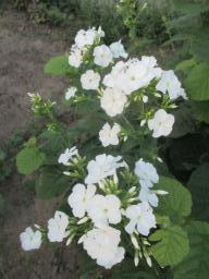 AIMG_4833
