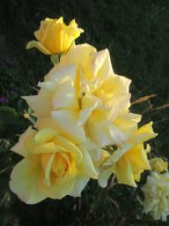 AIMG_4835