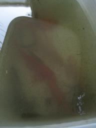 AIMG_4851