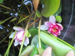AIMG_4855