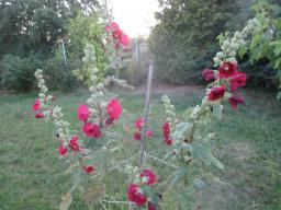 AIMG_4860
