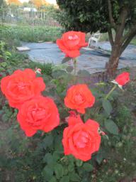AIMG_4861