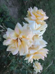 AIMG_4862