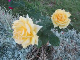 AIMG_4865