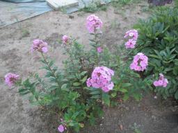 AIMG_4866