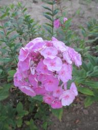AIMG_4867
