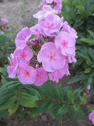 AIMG_4868