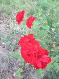 AIMG_4869