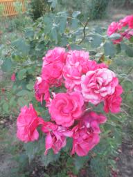 AIMG_4870