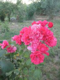 AIMG_4871