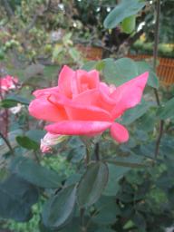 AIMG_4872