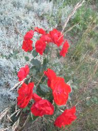 AIMG_4874