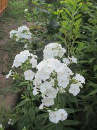 AIMG_4876