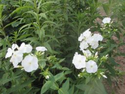 AIMG_4877