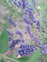 AIMG_4905