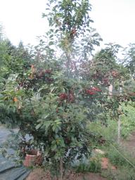 AIMG_4906