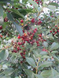 AIMG_4907