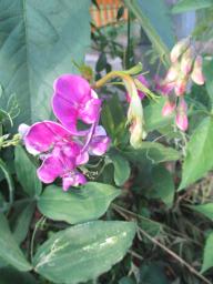 AIMG_4908