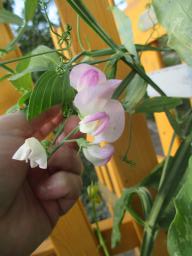 AIMG_4909