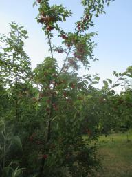 AIMG_4910