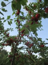 AIMG_4911