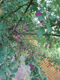 AIMG_4912
