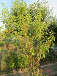 AIMG_4915