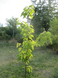 AIMG_4916
