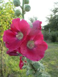 AIMG_4917