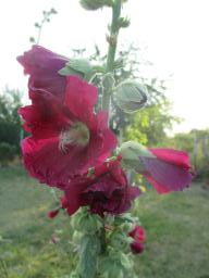 AIMG_4918