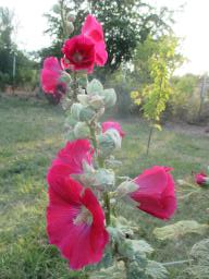 AIMG_4919