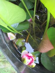 AIMG_4924